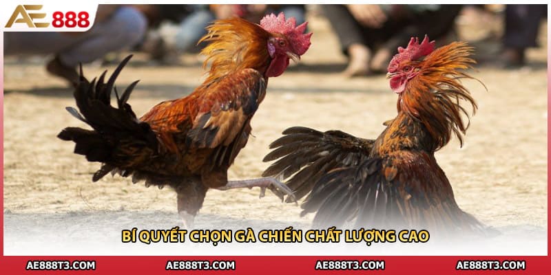 Bí quyết chọn gà chiến chất lượng cao